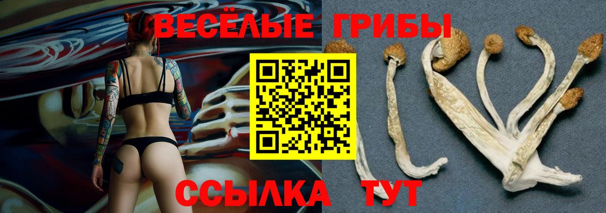 Мегион  Псилоцибиновые грибы Psilocybine cubensis  Вход с VPN 